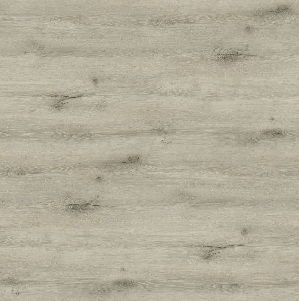 Dąb Lumberjack Bielony